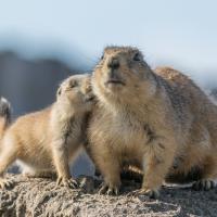 Prairiedog