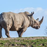 Witte neushoorn